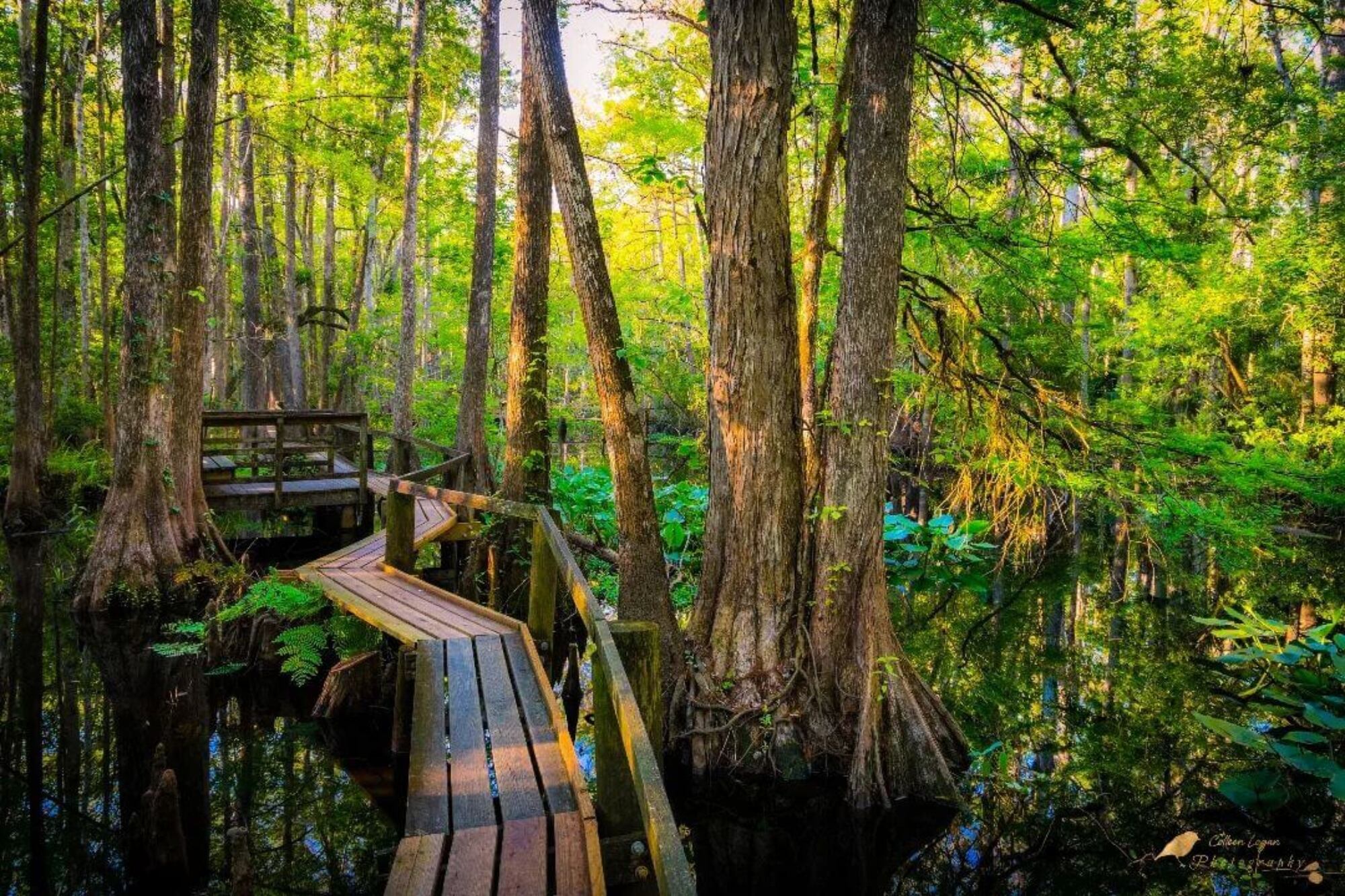 El Parque Estatal Highlands Hammock es una de las principales atracciones de Sebring