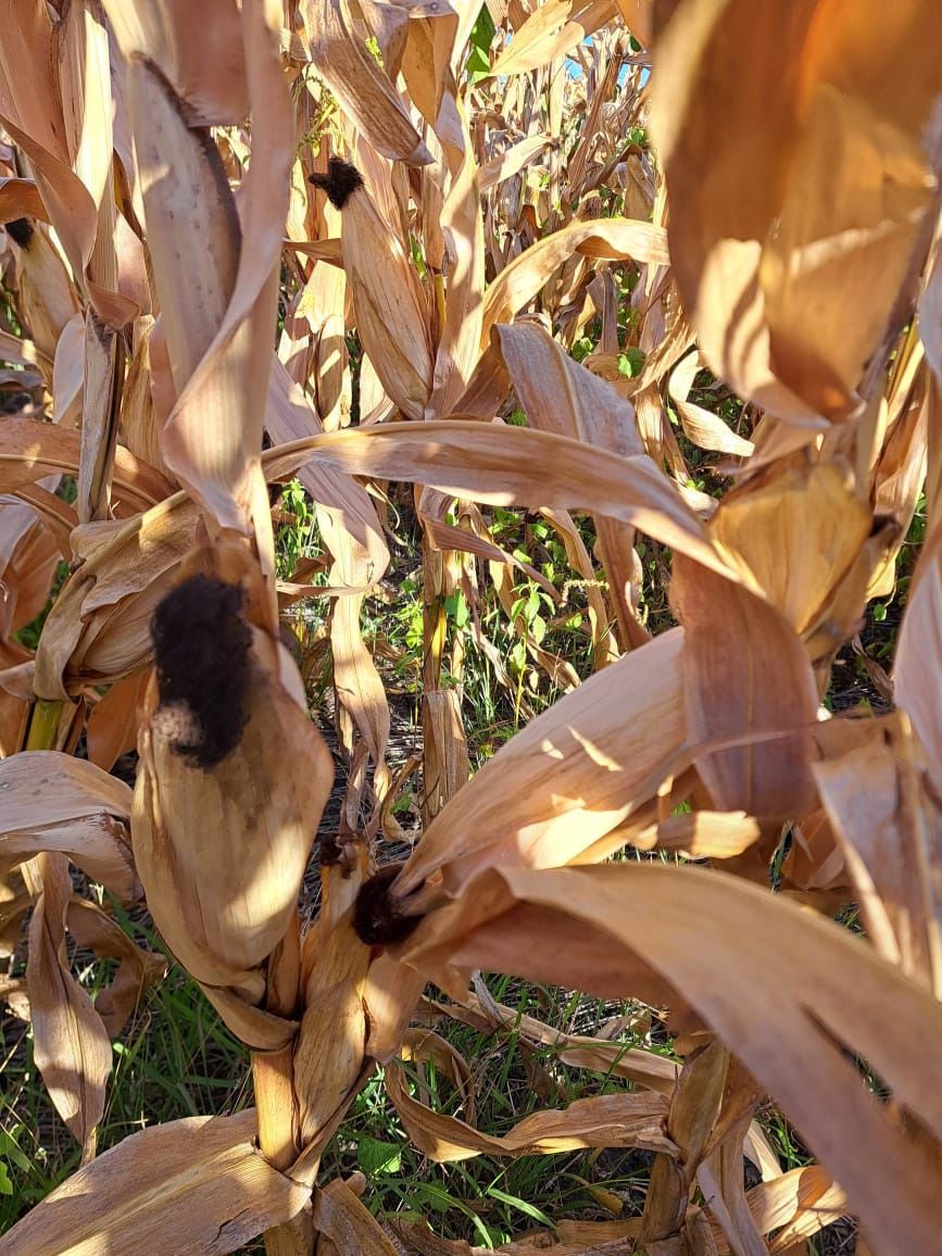Entregado: así está un lote con maíz en el sur de Córdoba