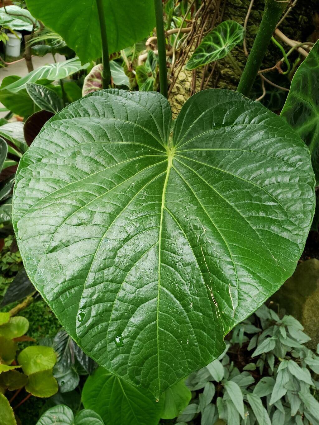 Durante siglos la kava fue utilizada por pueblos de Oceanía en ceremonias y reuniones sociales