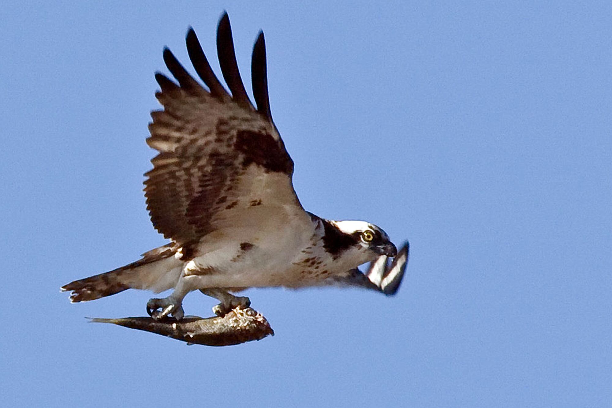 Un águila pescadora (Pandion Haliaetus) retratada con una presa en el cielo