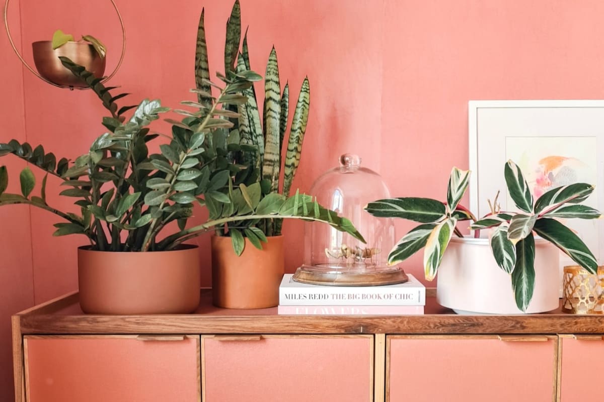 Plantas de interior que transformam a casa
