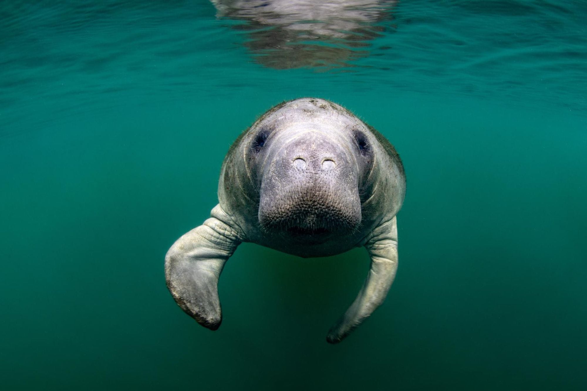 Un manatí quedó atrapado al intentar escapar del frío