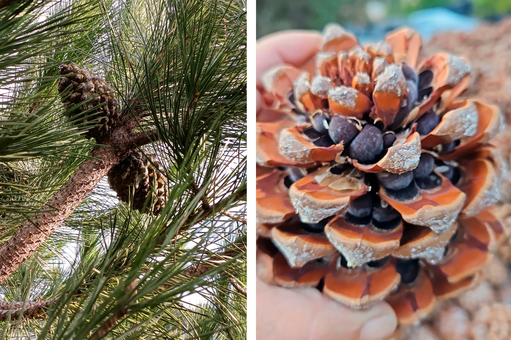 Los piñones son las semillas comestibles de los pinos, que se encuentran protegidos dentro de las piñas