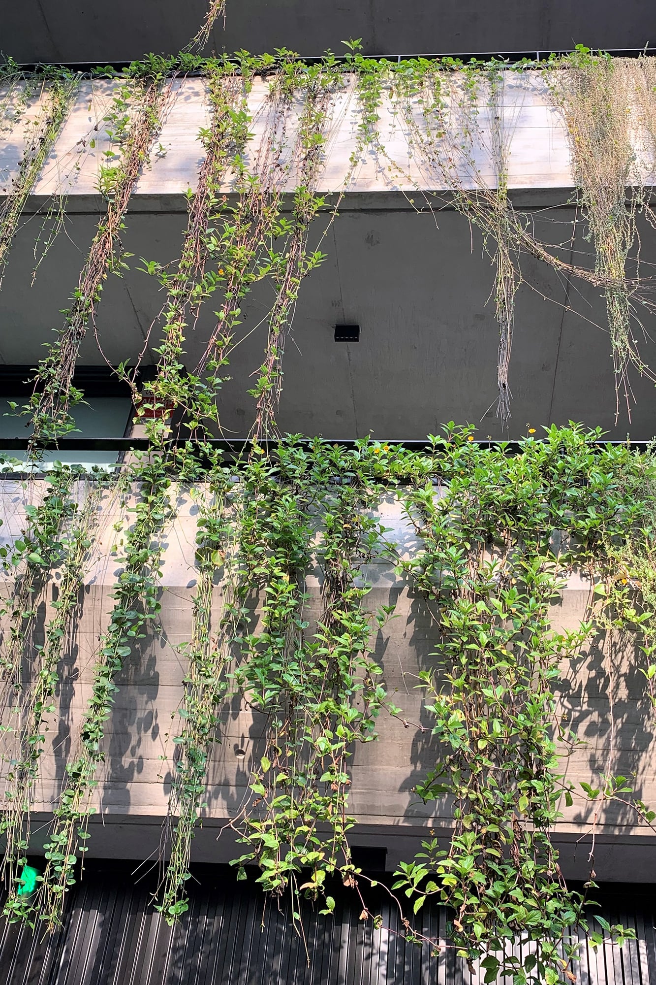 Las plantas en balcones no deberían sobresalir hacia el exterior