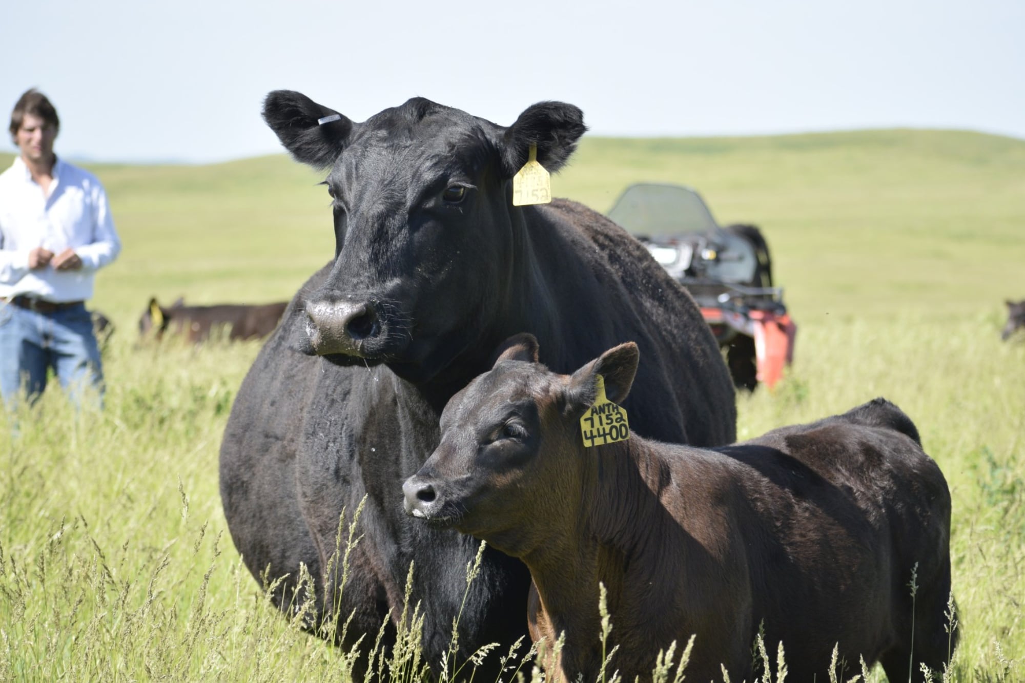 “Que produzcan a full”: el contundente consejo de un experto para aprovechar los altos precios de los terneros