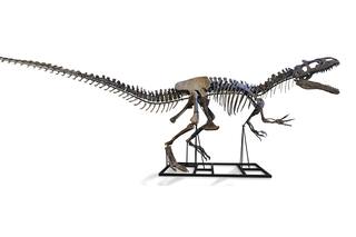 De Nicolás Cage a Leo Di Caprio, los famosos ahora coleccionan fósiles