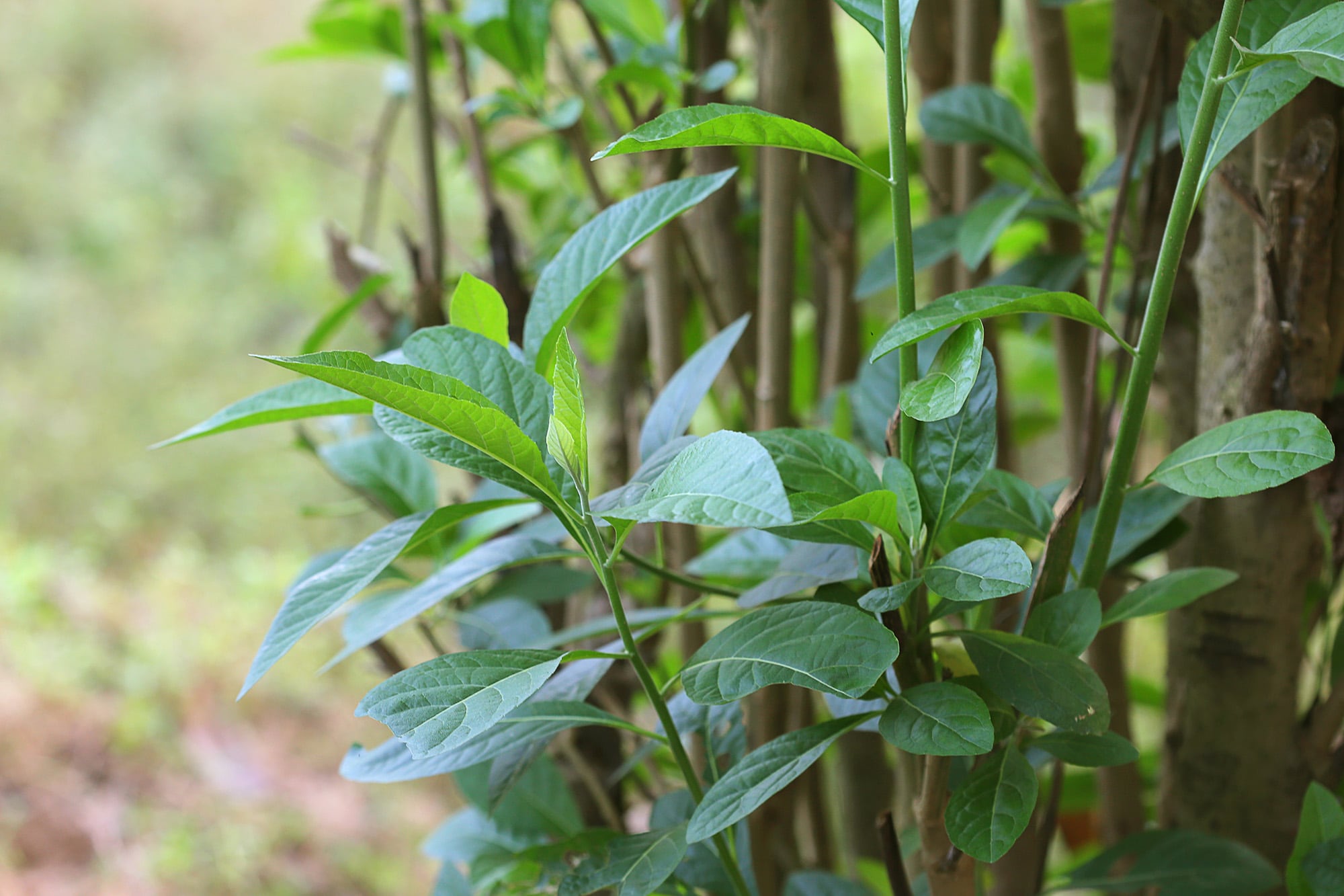 La Vernonia amygdalina es amarga y tóxica pero los chimpancés encontraron la manera de usarla a su favor