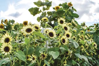 Empezó a cultivar girasoles como hobby y hoy tiene un emprendimiento familiar