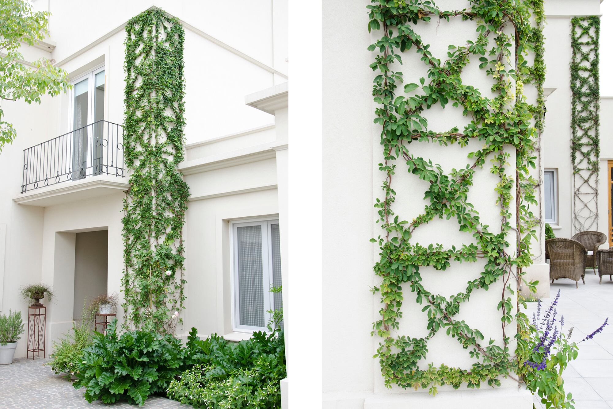 Bellos dibujos trepadores de la Akebia quinata.