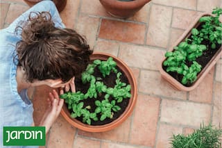 Te contamos cómo sumar estas plantas aromáticas a tu jardín y por qué no podés dejar de tenerlas