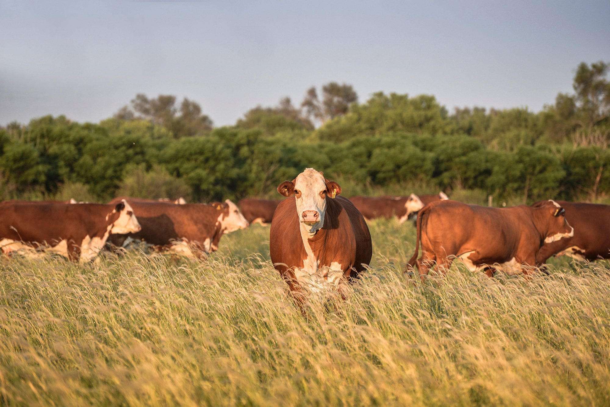 Gobierno Elimina Obligación De Habilitaciones Municipales En Trámites Del Senasa