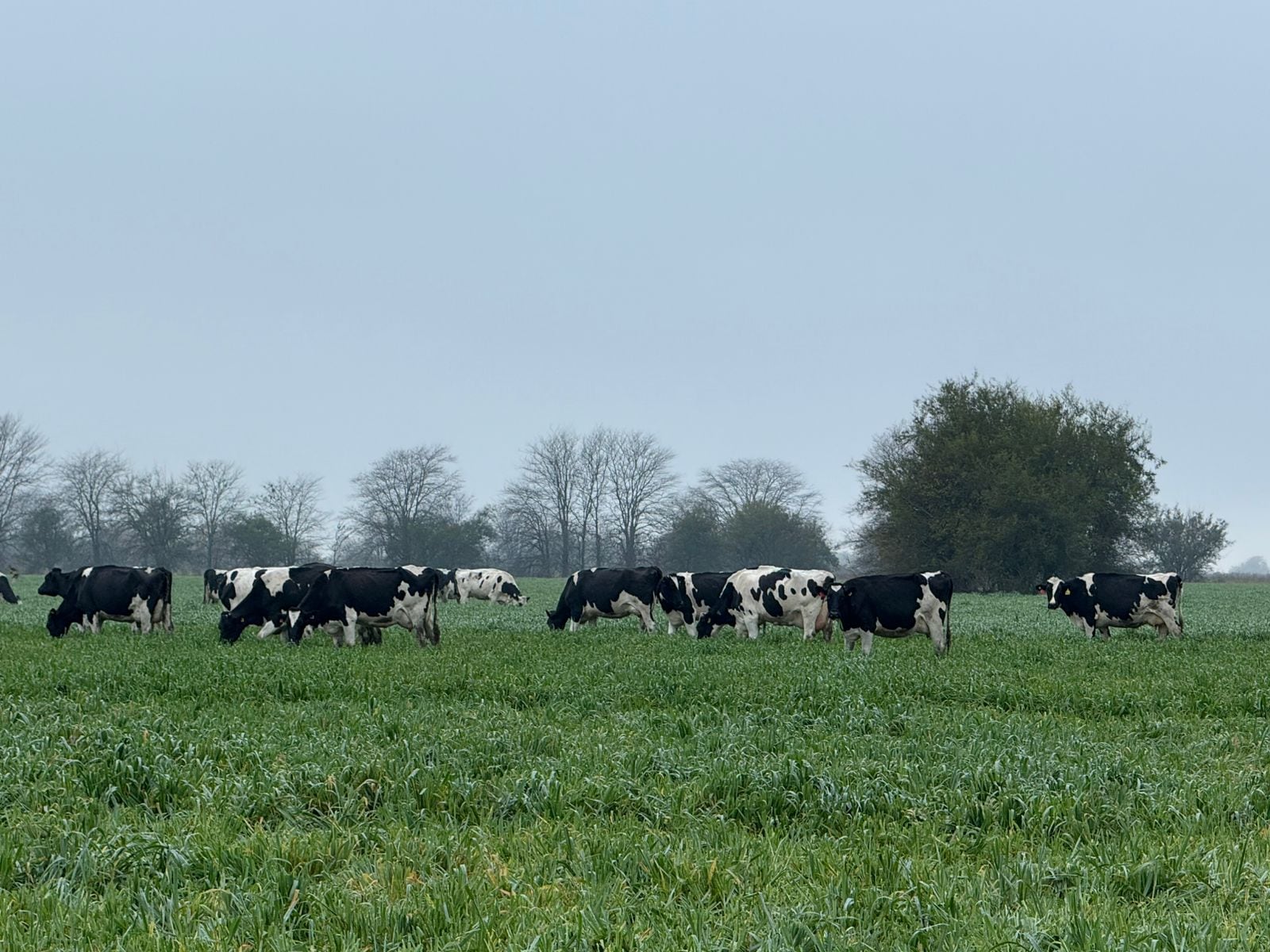 En la lechería, comprar una camioneta 4x4 demandó 99.755 litros de leche, un 5% más que hace un año