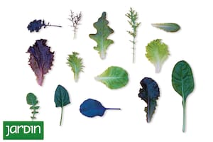 Te ayudamos a identificar “las hojas verdes” más usadas en ensaladas