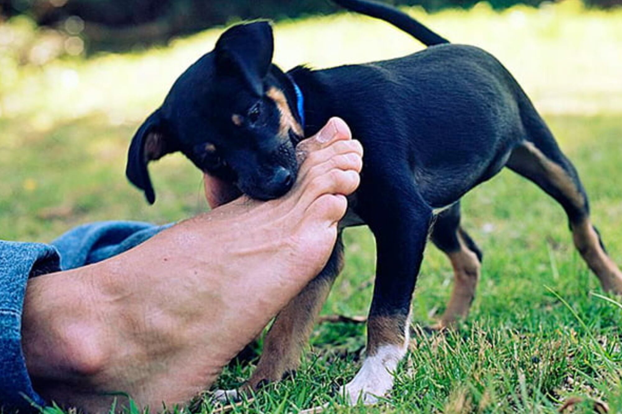 Los perros deben ser sociabilizados desde edades tempranas (Foto ilustrativa)