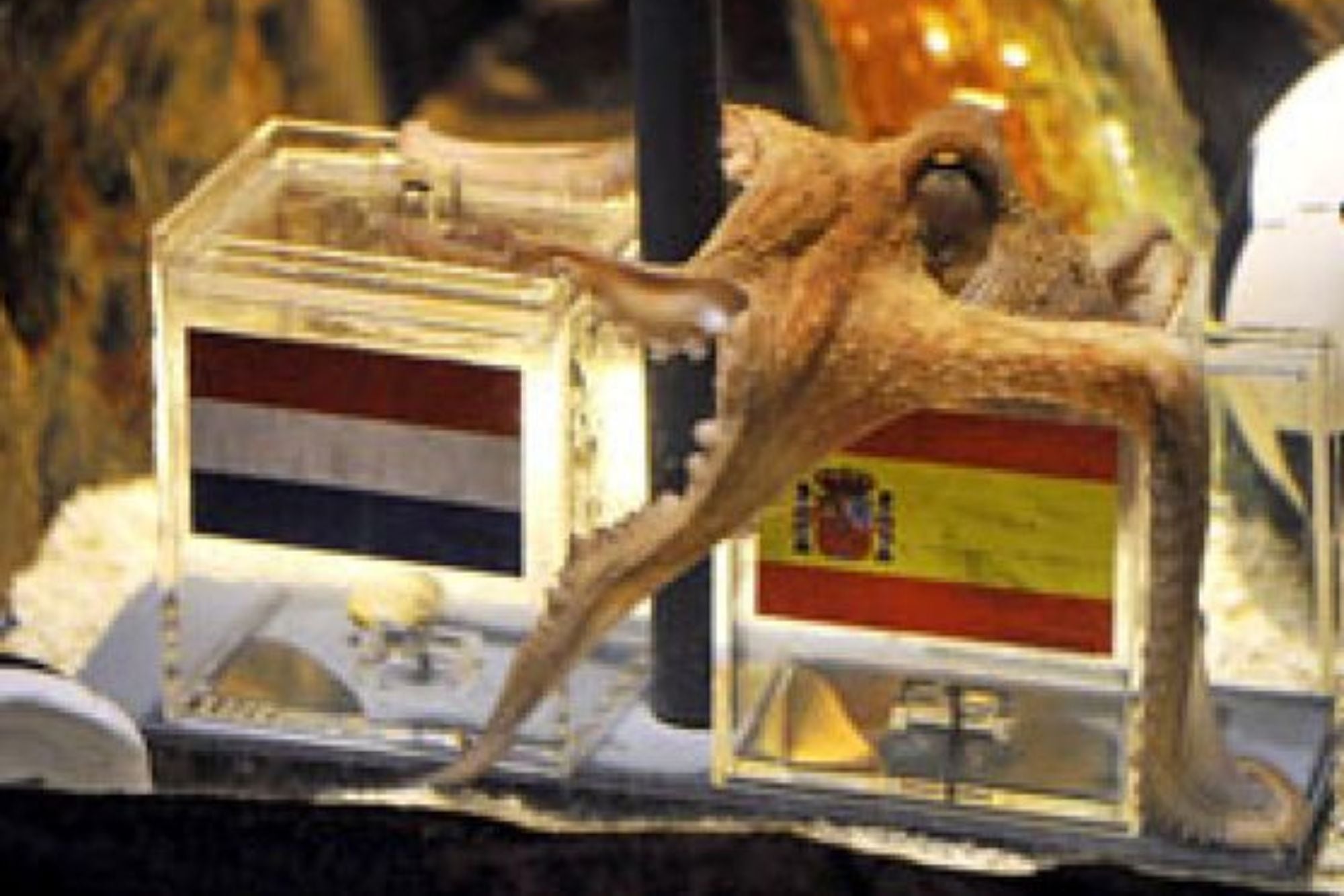El pulpo Paul, el protagonista del Mundial 2010 que recibió amenazas de muerte por "adivinar" los ganadores