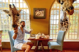 Caminar con elefantes o desayunar con jirafas: los 10 hoteles donde se puede convivir con animales