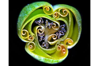 9. Un corte trasversal de un bulbo de tulipán (Andrei Savistky, Ucrania)