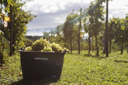 9 Viñedos de Bortolomiol, uno de los pioneros de prosecco DOCG.