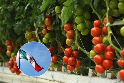 90 días de transición: el arancel se activará justo para la temporada alta de consumo de tomates en EE.UU.