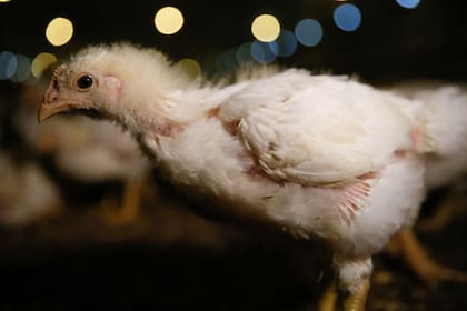 9.220 millones: esa fue la cantidad de pollos de engorde producidos en EE.UU. en 2020
