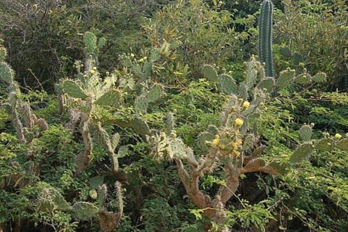 Las espinas de las tunas sobre las que cayó lo mantuvieron despierto y lo salvaron de la hipotermia (Foto: Wikipedia)