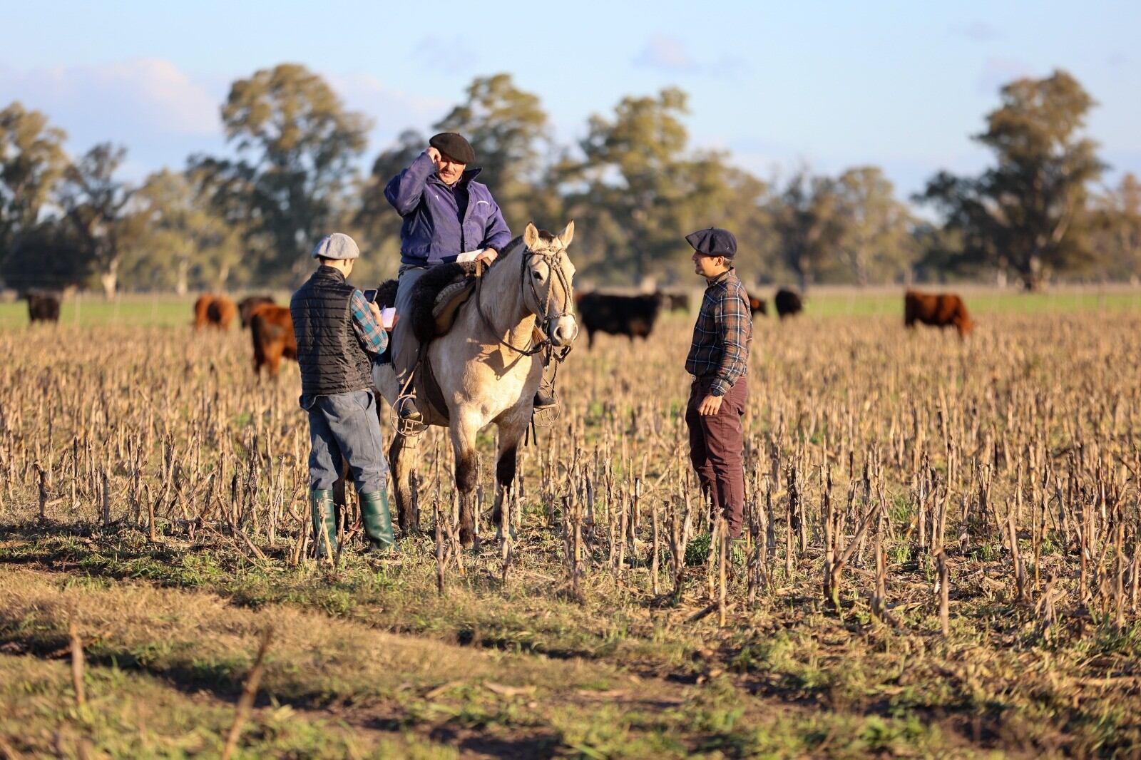 La agricultura apoya a la ganadería