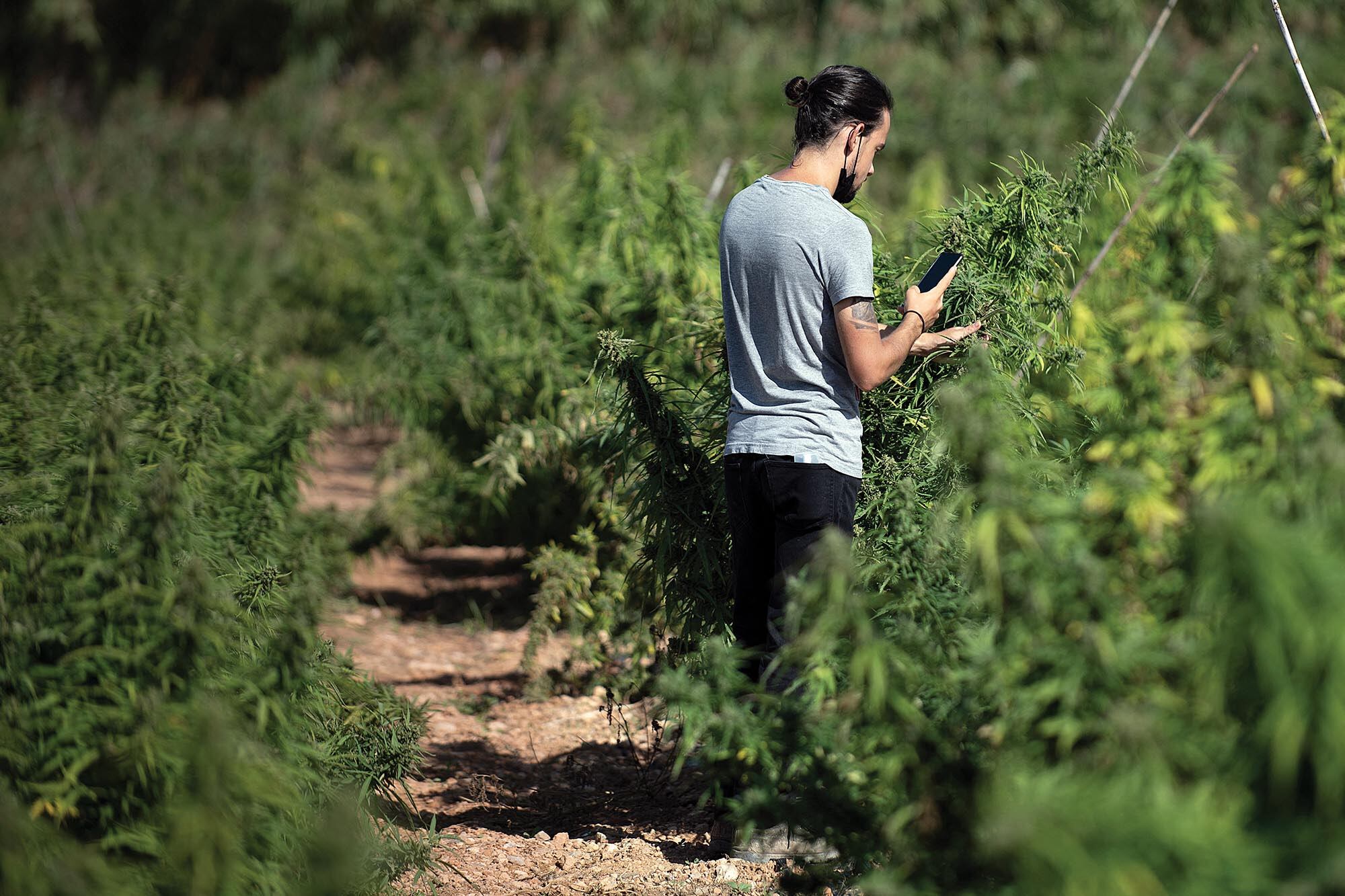 SB3 regularía drásticamente el cáñamo: prohibiría productos con THC y exigiría licencias para procesadores