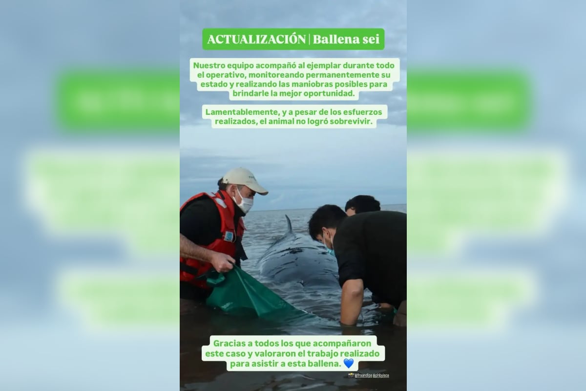 La ballena sei que había quedado varada el jueves en un banco de arena frente a la costa de San Isidro murió el sábado