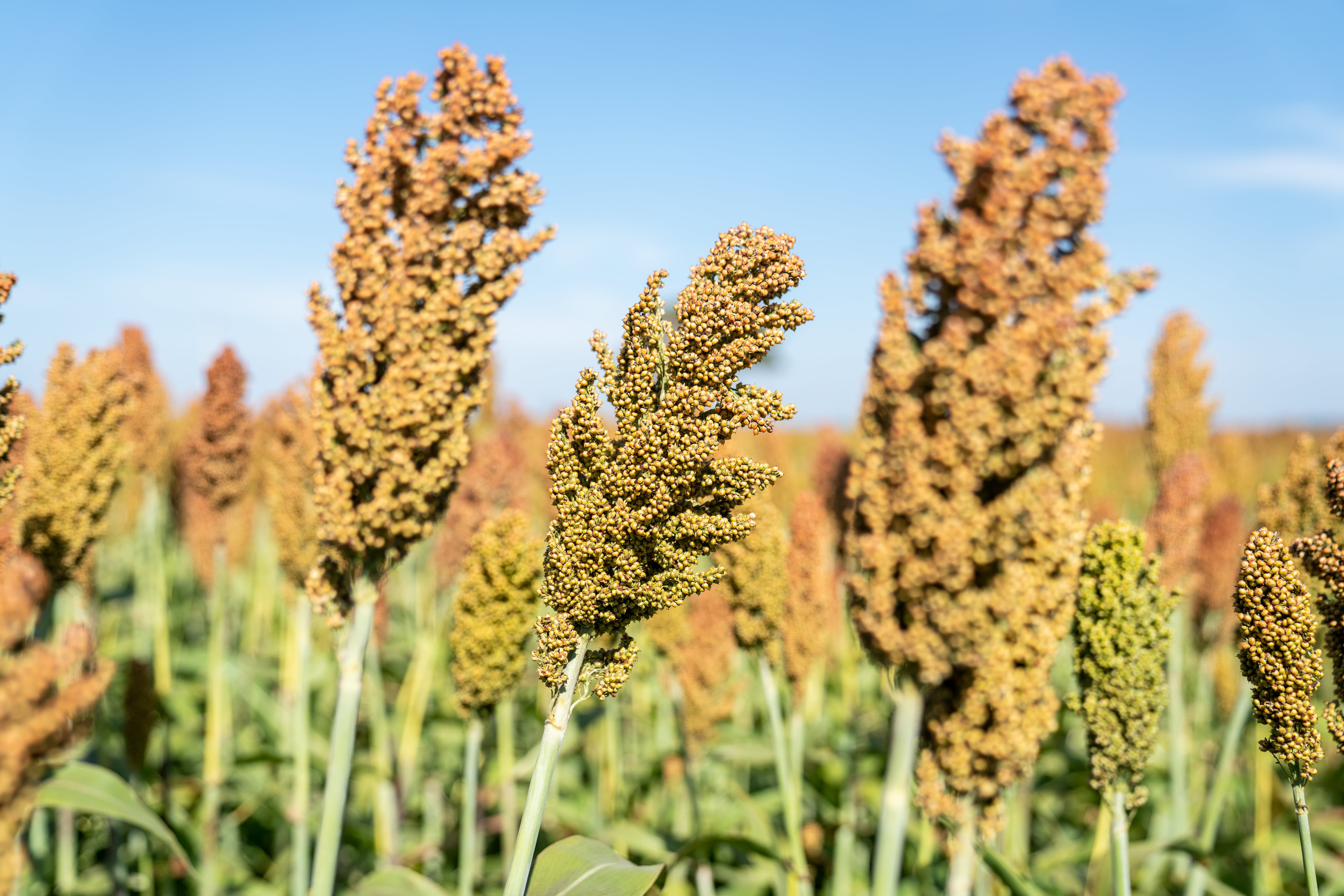 Sorpresa: un cultivo argentino con un nuevo uso le da batalla a Estados Unidos en China