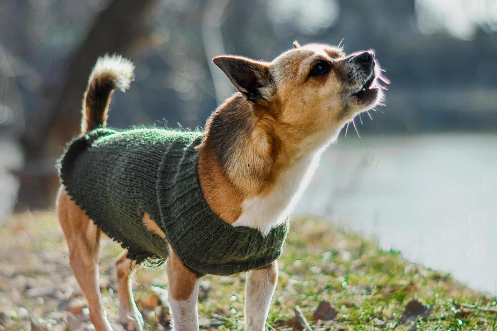 Qué significa que un perro ladre mucho y cómo revertirlo