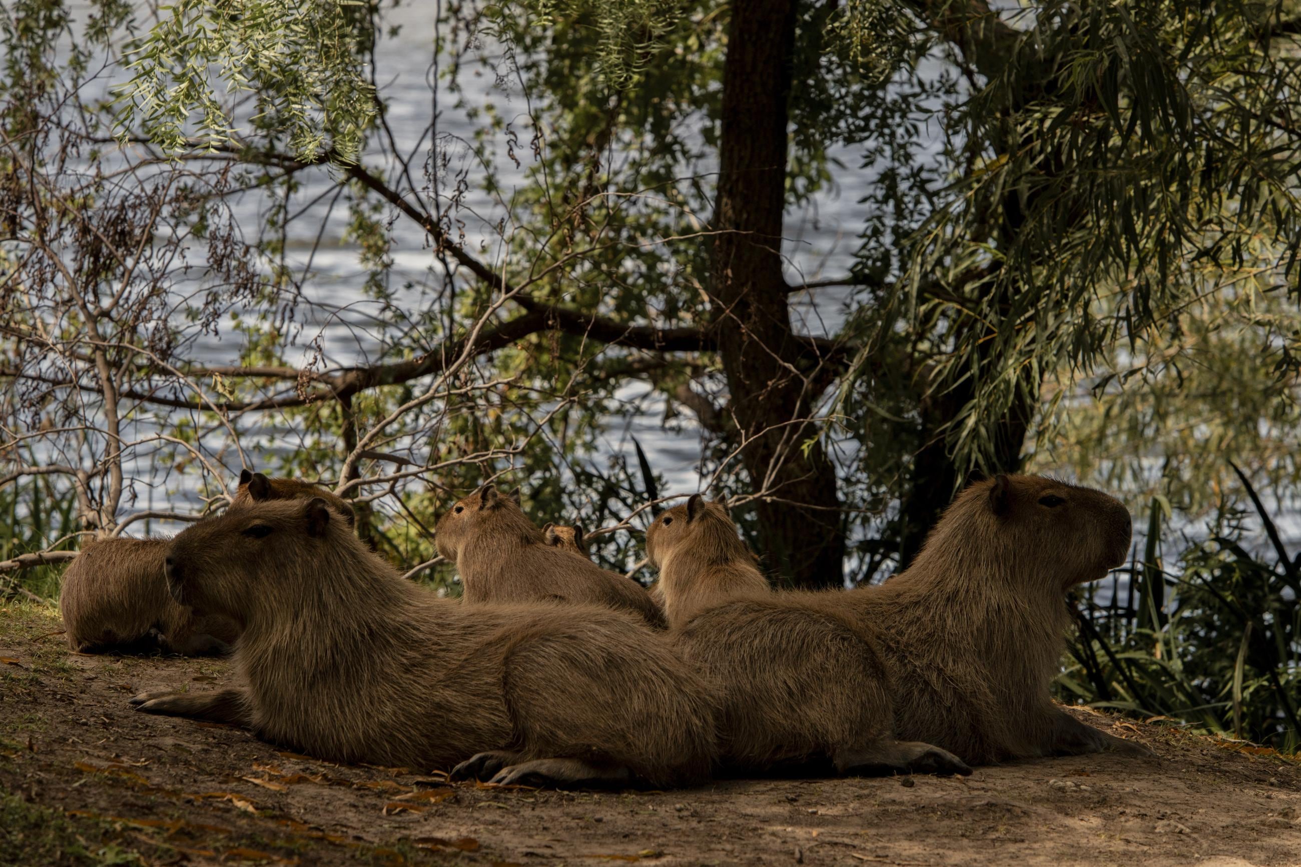 Niños polistas, carpinchos y ninfas: la fotografía argentina se luce en los Premios Sony
