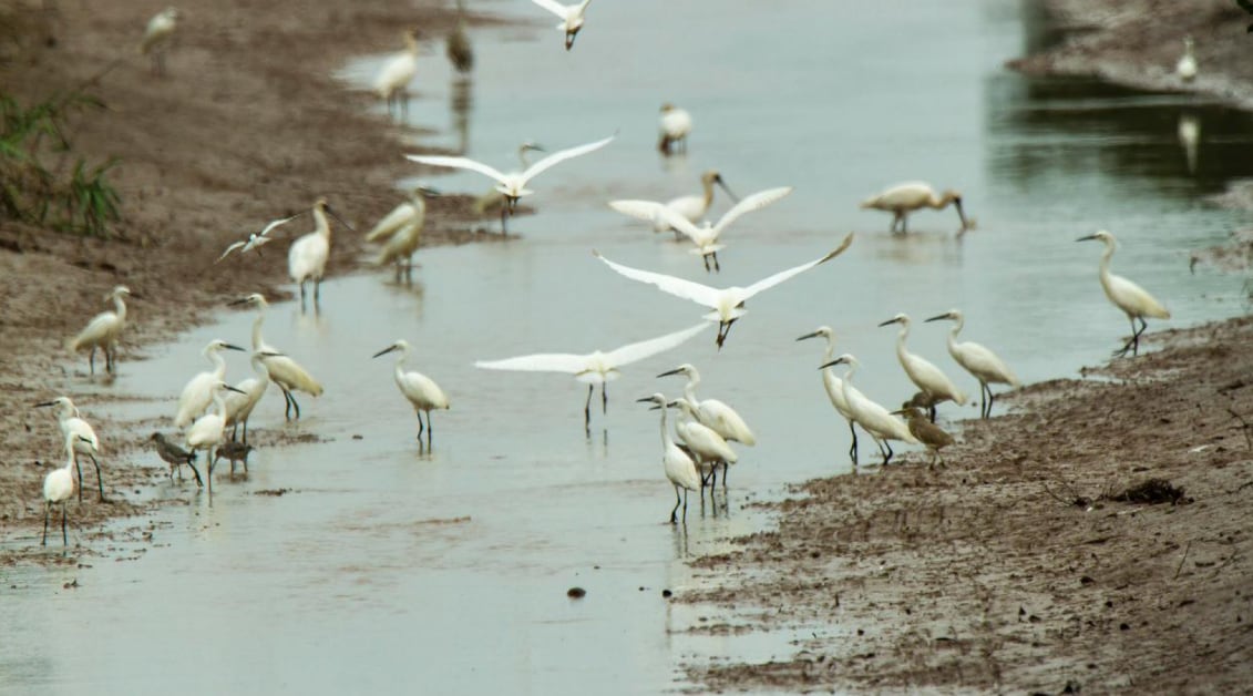 Confirman un caso de gripe aviar en aves silvestres en la provincia de Buenos Aires