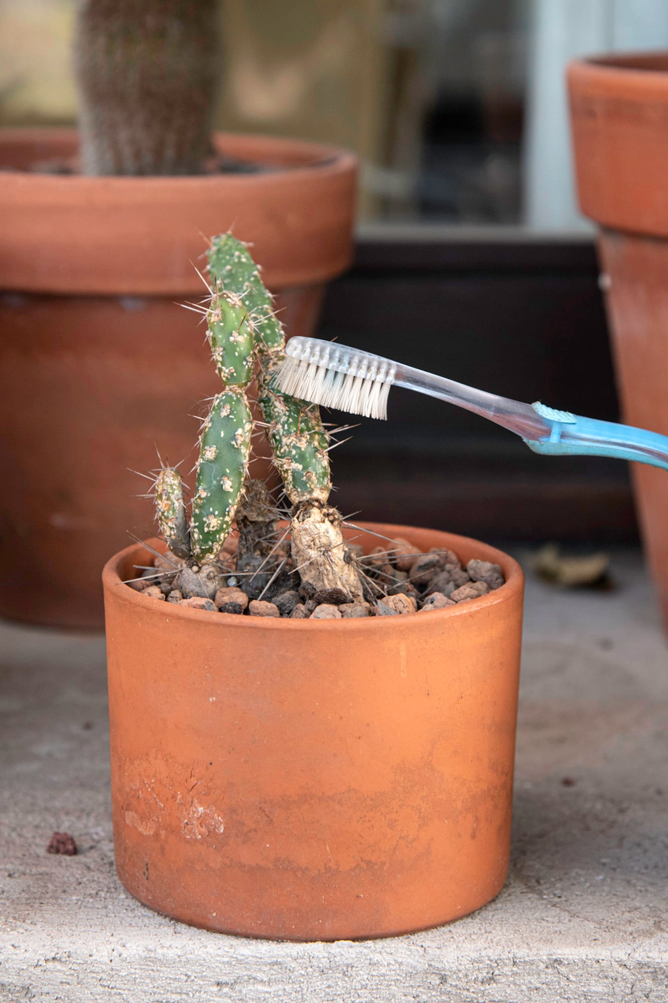 Se pueden eliminar las cochinillas manualmente o con un cepillo usando alcohol al 70% en las áreas afectadas
