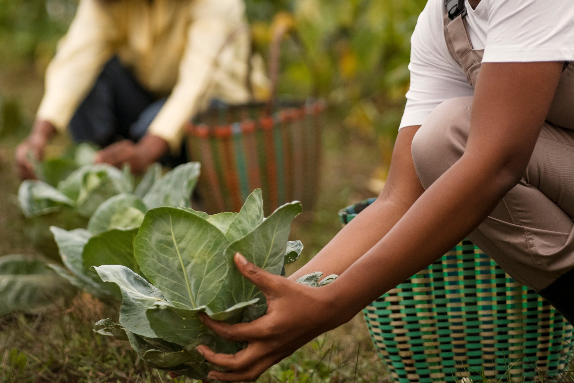 Agricultores temían perder mano de obra