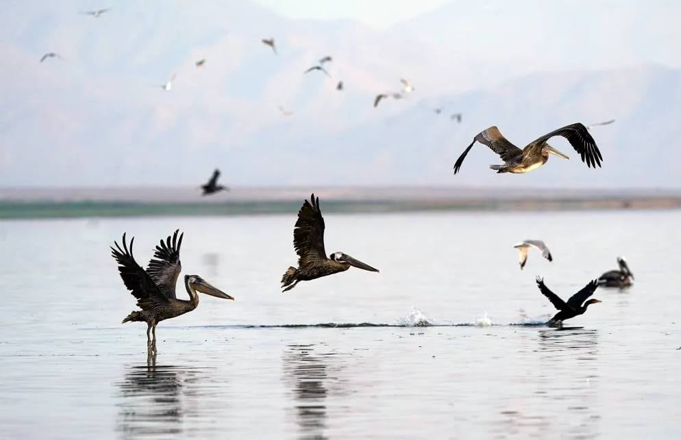 Pelícanos en el lago Saltón