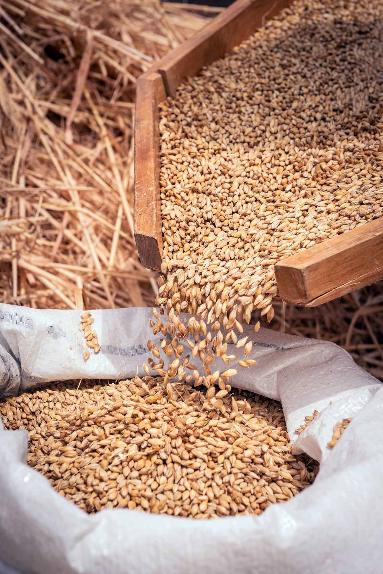 La cebada es un grano muy rendidor: una taza rinde cinco porciones.