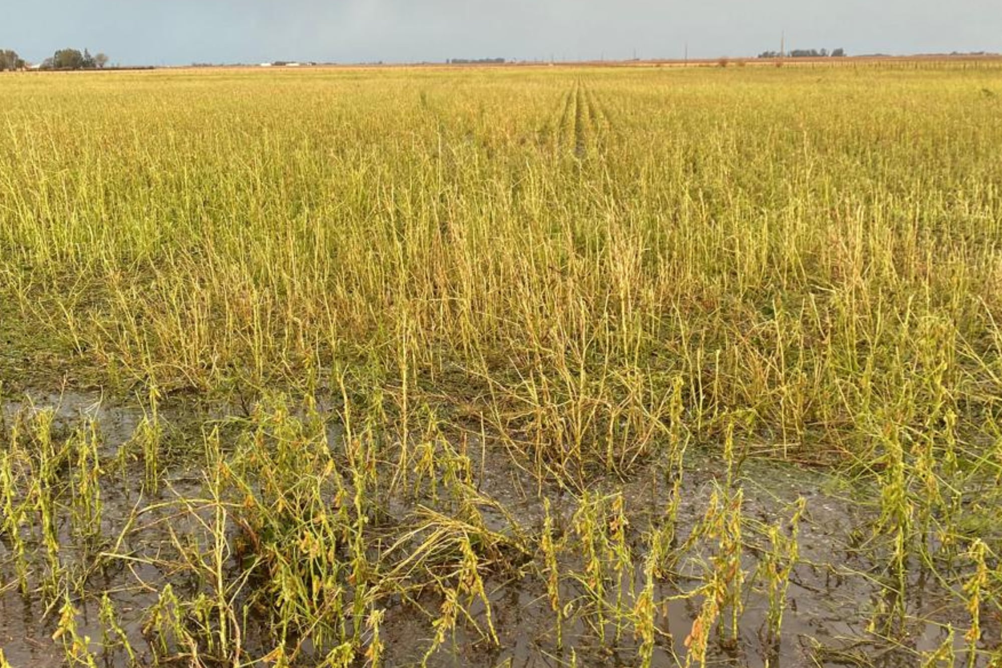 Hubo lotes con maíz y soja con graves daños en la zona de Laborde y W. Escalante