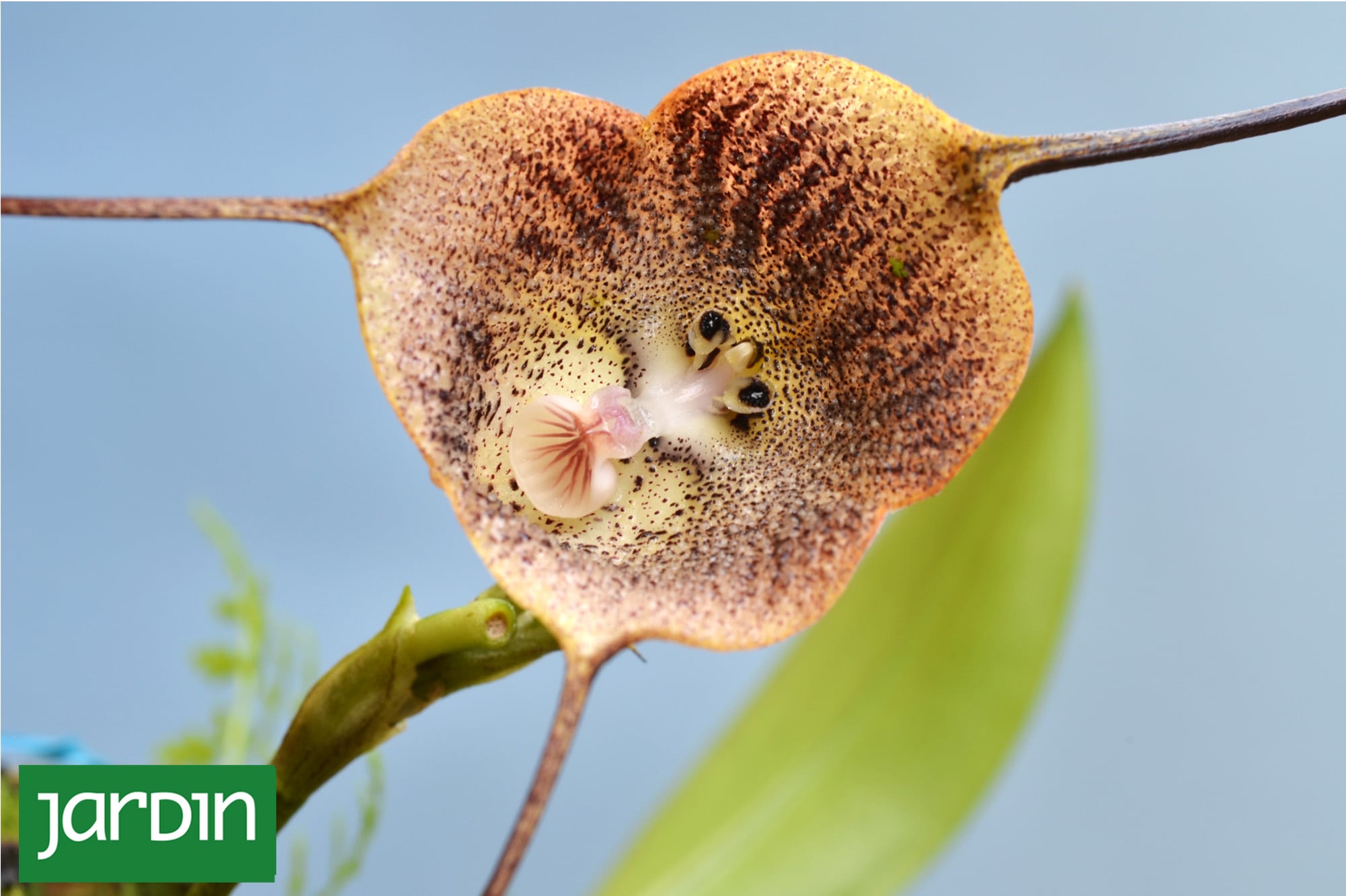 La orquídea “cara de mono”: la extraña flor que parece un animal y huele a naranja