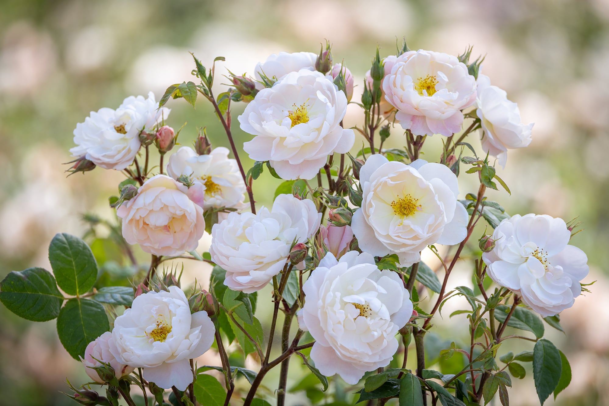 La rosa 'Sir David Beckham', muy luminosa y con una fragancia muy especial