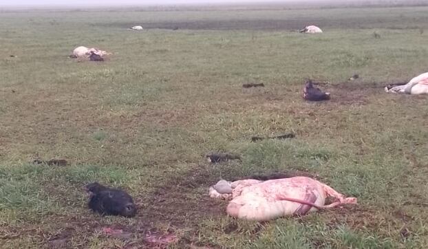 “Entran de a dos o tres personas de a pie por la noche, cortan los alambres, los carnean dentro del potrero. Los lugares donde faenan están bien pegados a la ruta, caminan unos 100 metros y les pegan un tiro o un palazo a los animales, que de noche se arriman por curiosidad”, detalló Peón