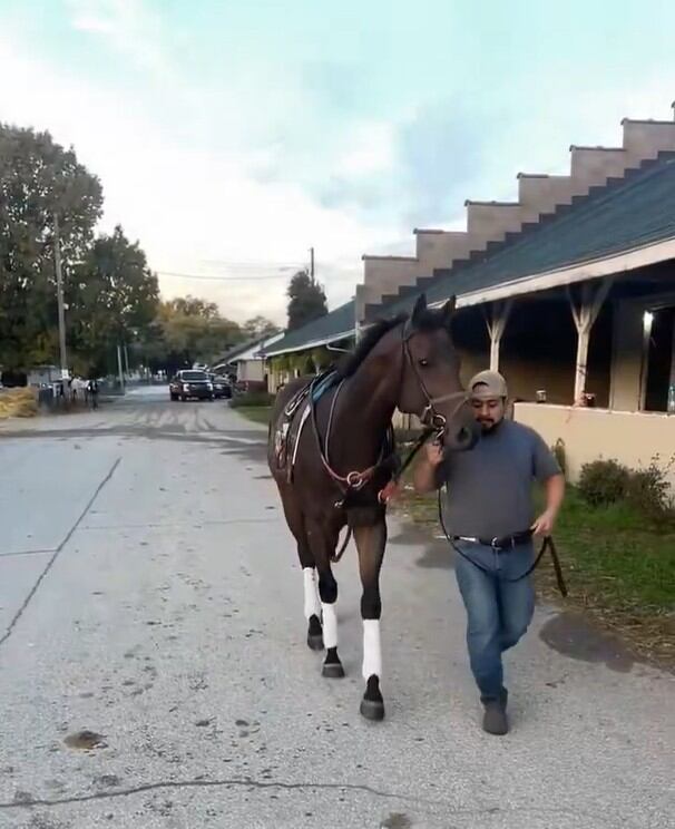 Awesome Hawaiian en el stud, paseando junto con su peón, tras ser recuperado y llegar al entrenamiento