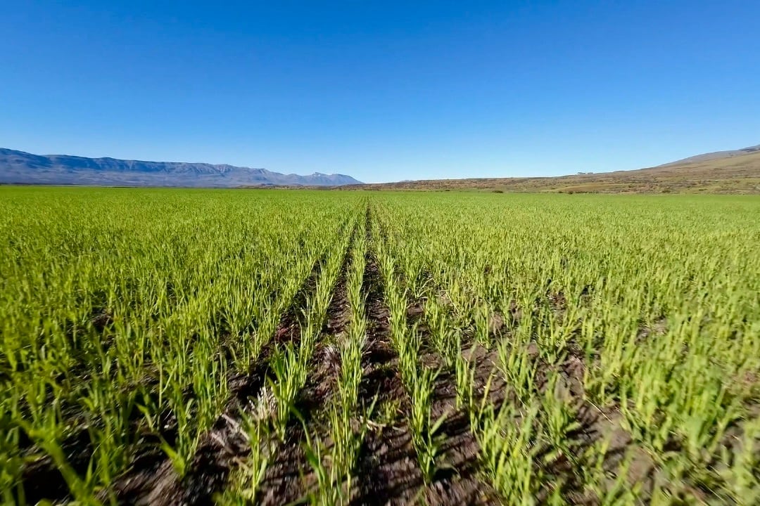 El más austral del mundo: lograron, con éxito, producir trigo cerca del glaciar Perito Moreno