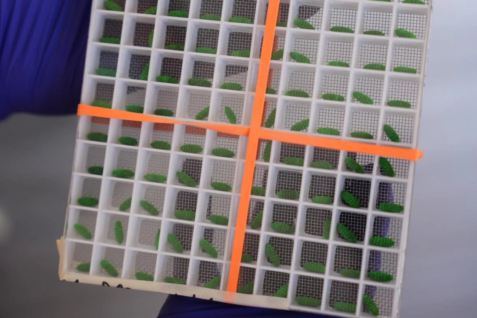 Texas exhibe un recipiente de prueba con pupas de mosca teñidas en una instalación de producción de moscas estériles para combatir la propagación