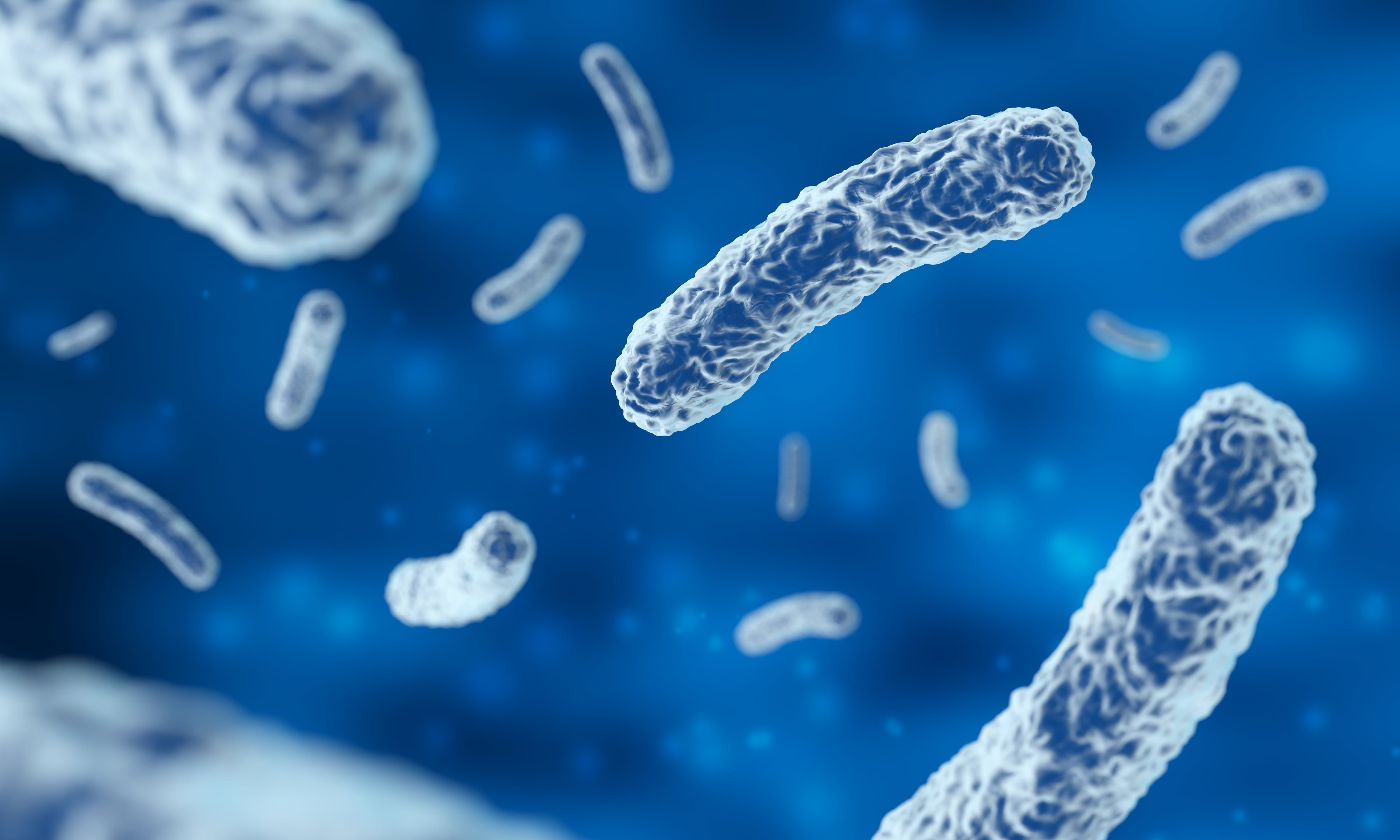 Brote de meningitis en Mendoza: qué es la bacteria Serratia marcescens, cómo se transmite y por qué es tan peligrosa