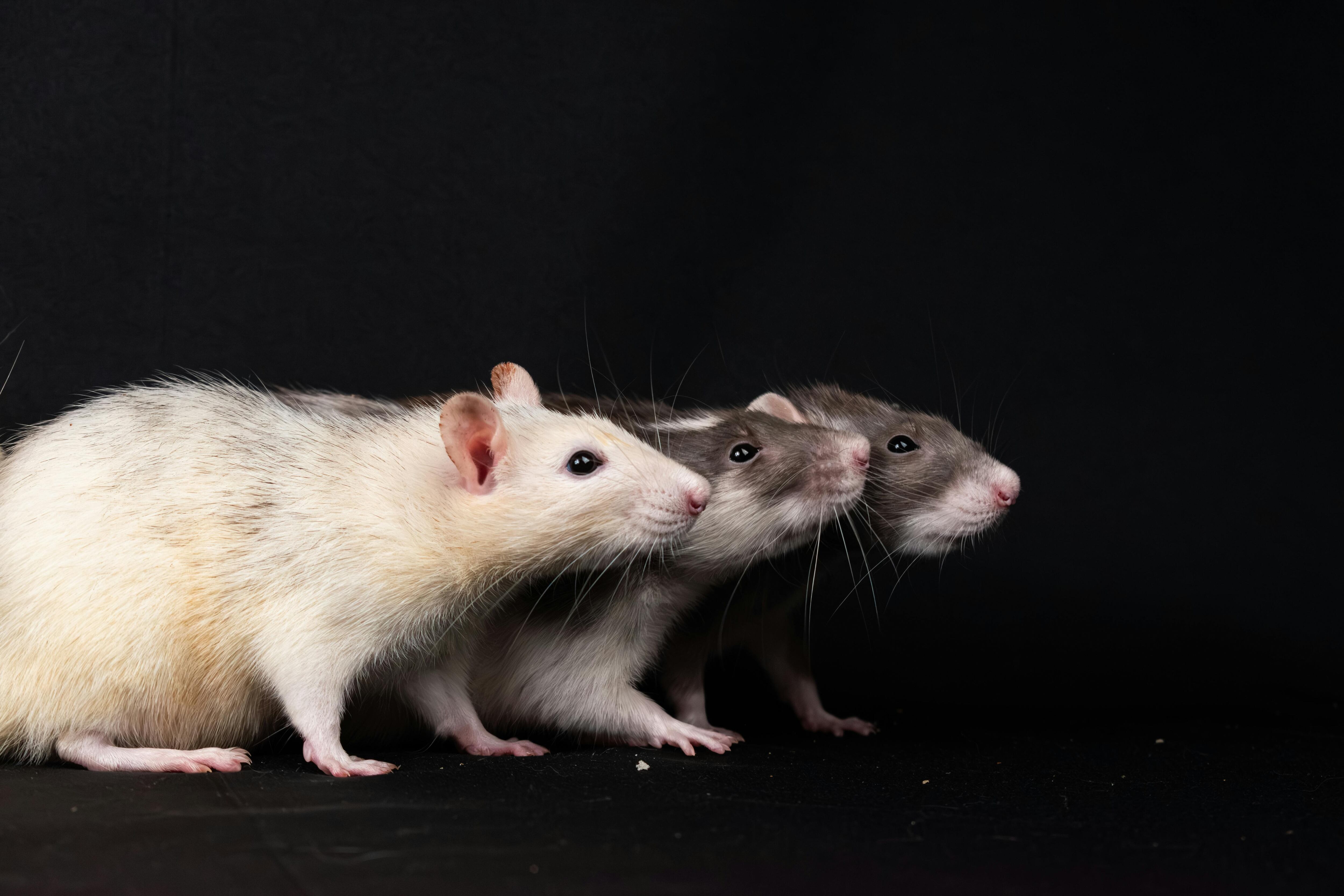 Las ratas en Nueva York tienen mecanismos de supervivencia que las ayudan a resistir el invierno en la Gran Manzana (Pexels/Nikolett Emmert)