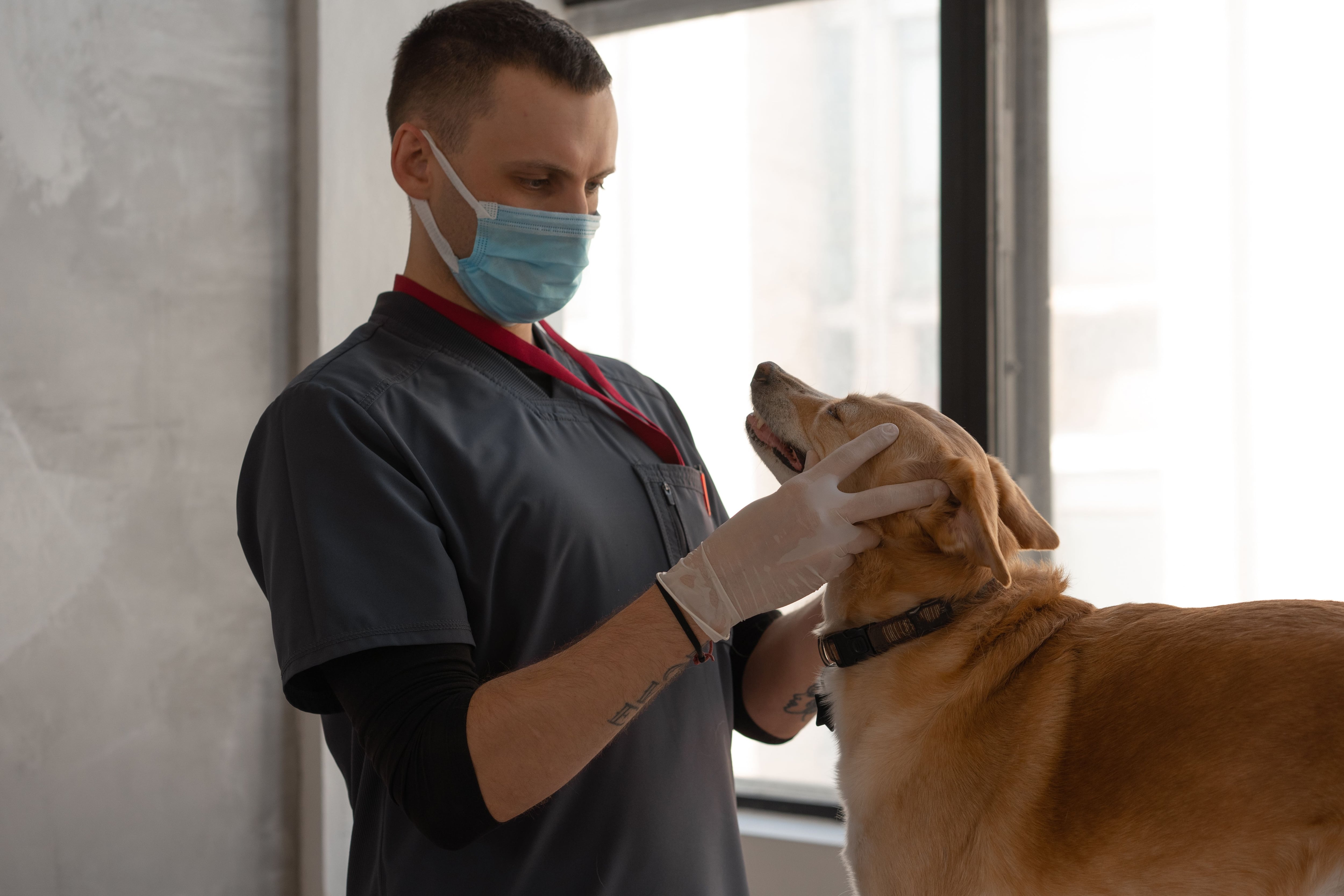 Los controles veterinarios son sumamente importantes para cuidar la salud de los animales