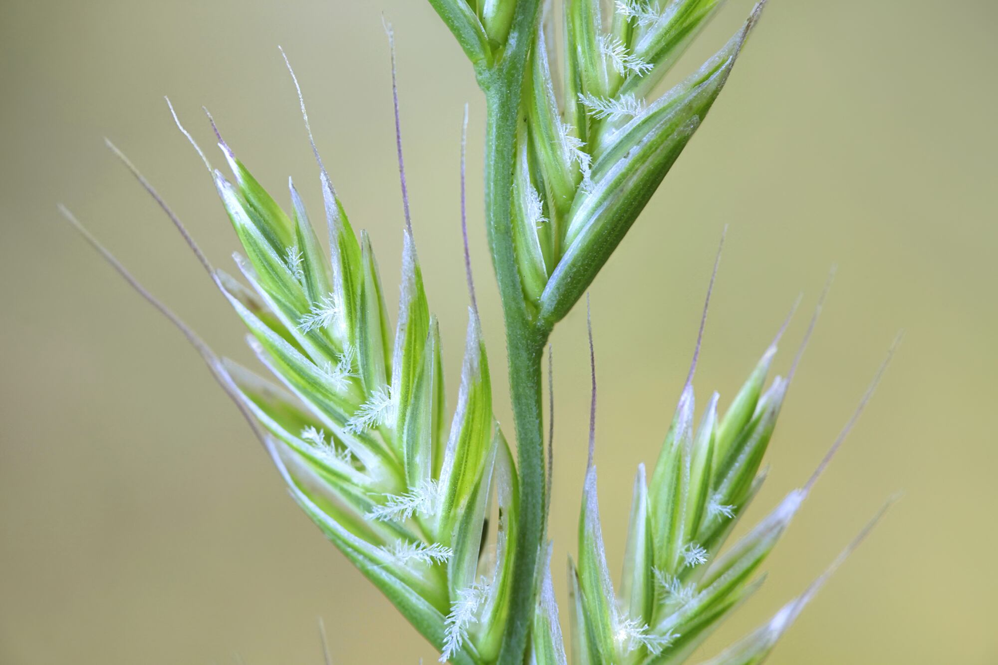 Germina en menos de una semana y cubre el suelo con eficacia