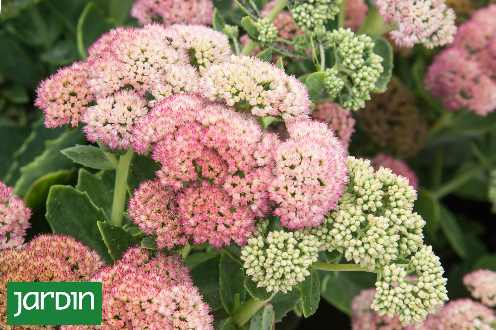 Plantas de otoño: una guía con las especies clave para esta estación
