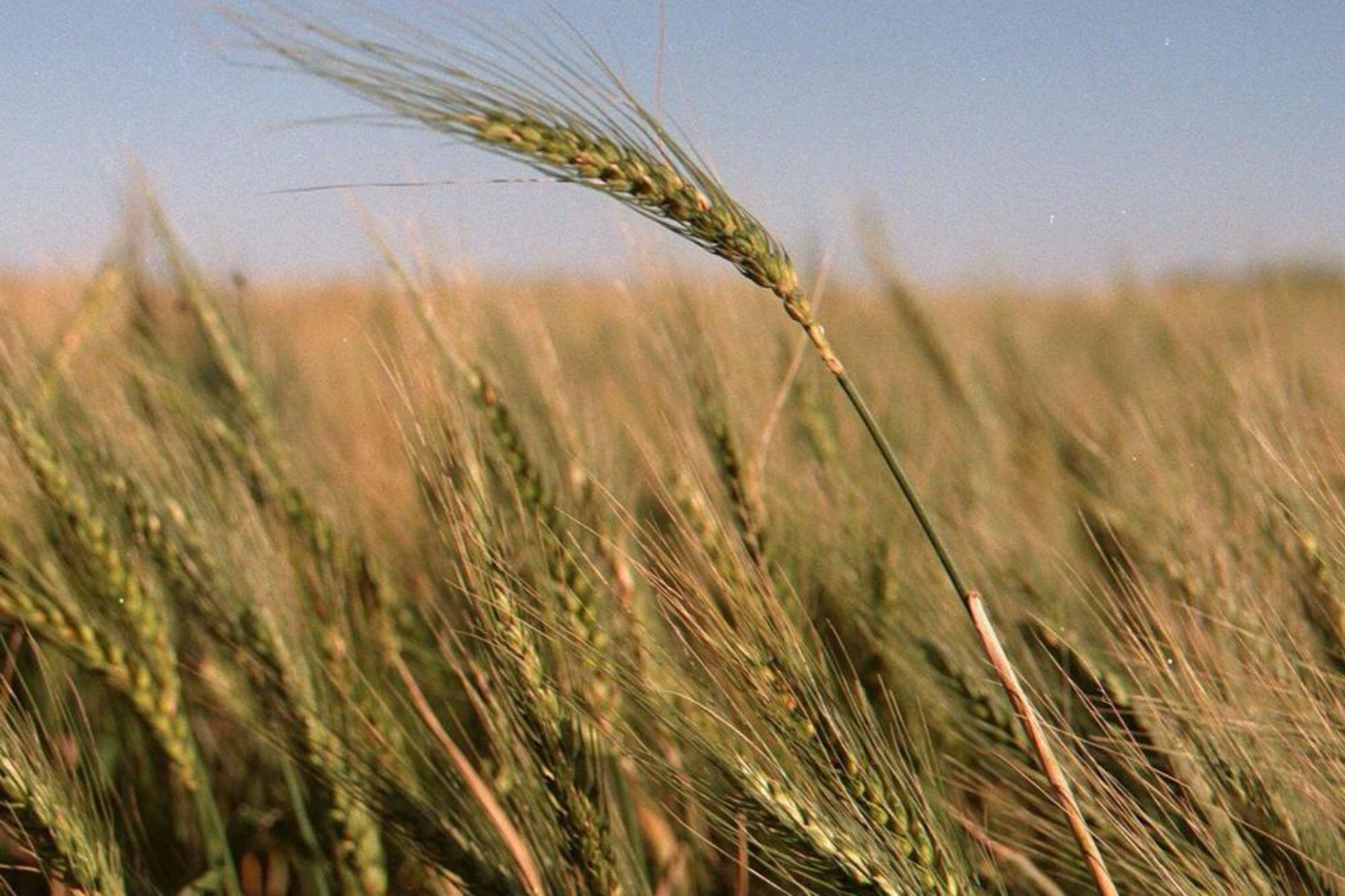 Las importaciones sauditas de cebada forrajera aumentaron un 115% en estas dos últimas campañas