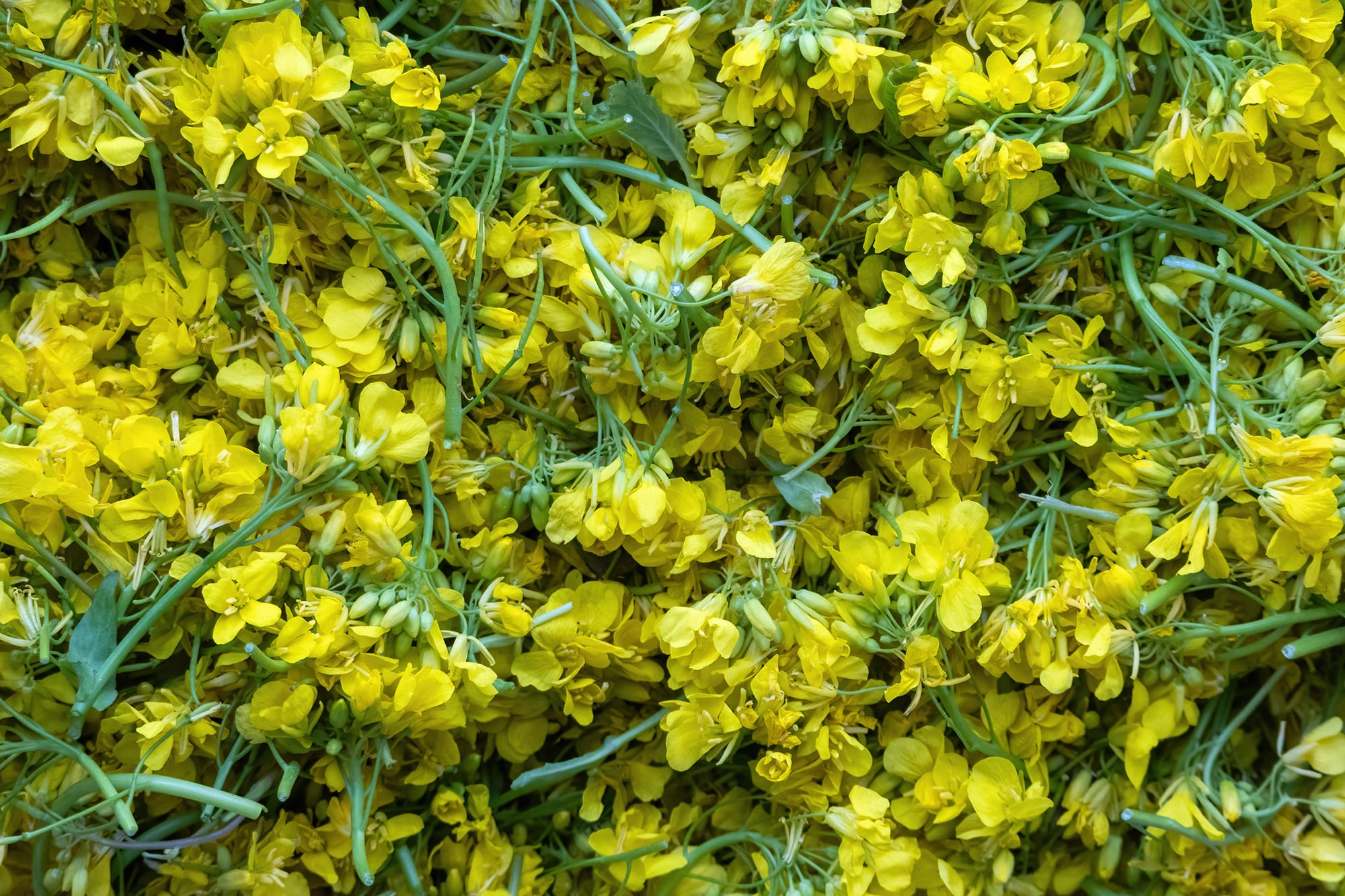 Sus flores son muy llamativas y se las utiliza en la decoración de platos